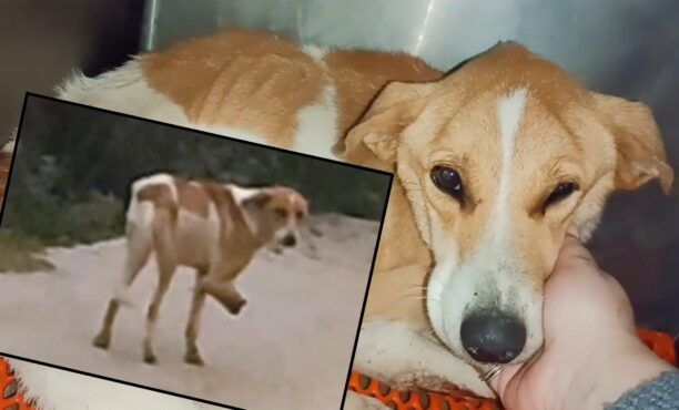 Άρτα: Πέθανε στο κτηνιατρείο σκυλίτσα που περιφερόταν σκελετωμένη με ατροφικό πόδι