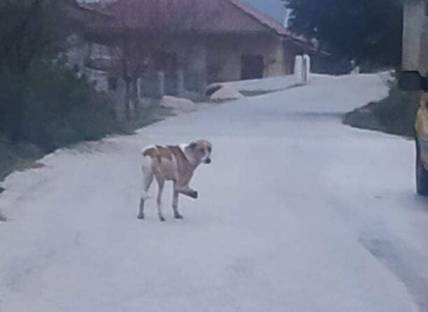 Έκκληση για τον εντοπισμό σκύλου με κομμένο πόδι που περιφέρεται στα Αμπέλια Άρτας
