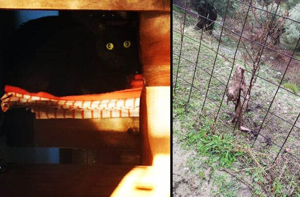 Άνδρος: Βρήκε τη γάτα της γδαρμένη & ξεκοιλιασμένη και ένα κατσικάκι σφαγμένο μαζί με απειλητικό σημείωμα
