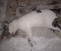 Άνδρος: Γάτες νεκρές από φόλα στην περιοχή Ανεμόμυλοι στη Χώρα