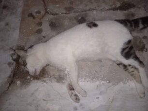 Άνδρος: Γάτες νεκρές από φόλα στην περιοχή Ανεμόμυλοι στη Χώρα