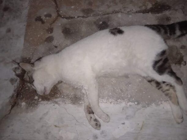 Άνδρος: Με φόλες δολοφόνησε γάτες στο Μπατσί