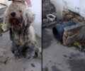 Εξαθλιωμένος σκύλος βρέθηκε σε αυλή σπιτιού στην Άνδρο