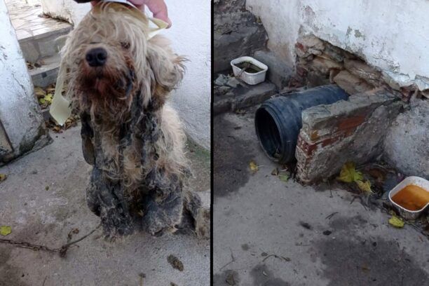 Εξαθλιωμένος σκύλος βρέθηκε σε αυλή σπιτιού στην Άνδρο