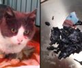 Ανθούσα Αττικής: Σώθηκε και υιοθετήθηκε γάτα που δηλητηριάστηκε από φόλα με τσιγάρα