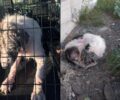 Χρειάζονται βοήθεια για τον άρρωστο σκύλο που βρήκαν εξαθλιωμένο στο Άργος Αργολίδας (βίντεο)