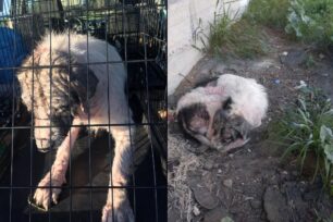 Χρειάζονται βοήθεια για τον άρρωστο σκύλο που βρήκαν εξαθλιωμένο στο Άργος Αργολίδας (βίντεο)