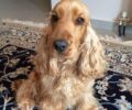 Βρέθηκε - Χάθηκε θηλυκός σκύλος ράτσας Κόκερ στην Ανθούσα Αττικής