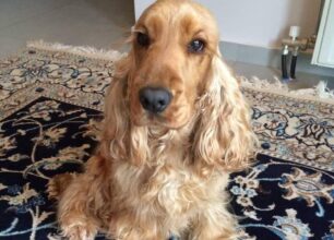 Βρέθηκε - Χάθηκε θηλυκός σκύλος ράτσας Κόκερ στην Ανθούσα Αττικής