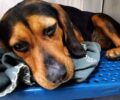 Αχλαδιά Καρδίτσας: Σκύλος περιφερόταν με κομμένο λαιμό από το περιλαίμιο του