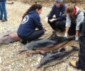 ΑΡΧΙΠΕΛΑΓΟΣ: Δελφίνια με κομμένα πτερύγια & σημάδια από σχοινί στην ουρά σκοτωμένα από ψαράδες