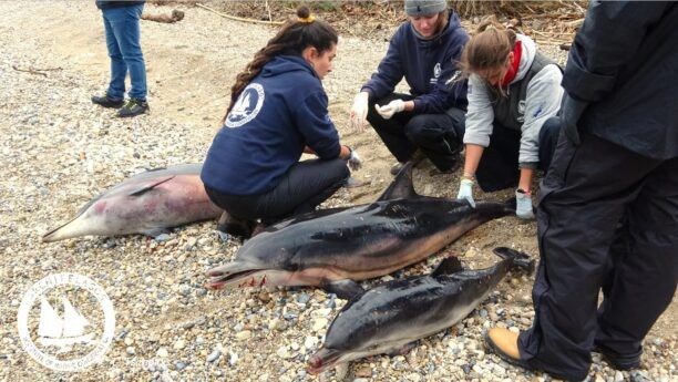 ΑΡΧΙΠΕΛΑΓΟΣ: Δελφίνια με κομμένα πτερύγια & σημάδια από σχοινί στην ουρά σκοτωμένα από ψαράδες
