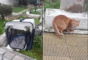Πέταξε γάτα μαζί με το κλουβί μεταφοράς της σε πάρκο στη Δραπετσώνα Αττικής