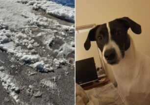 Ελληνικό Αττικής: Καταγγέλλει πως ο σκύλος του σκοτώθηκε από ηλεκτροπληξία μετά από πτώση καλωδίου στο οδόστρωμα