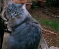 Χάθηκε θηλυκή γκρι γάτα στο Ίλιον Αττικής
