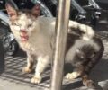 Νέα Ιωνία Αττικής: Έκκληση για περίθαλψη άρρωστης γάτας που βρέθηκε έξω από το Lidl (βίντεο)