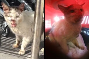 Μεταφέρθηκε σε κτηνιατρείο η γάτα που βρέθηκε άρρωστη στη Νέα Ιωνία Αττικής