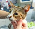 Νίκαια Αττικής: Πέθανε η γάτα που βρέθηκε ζωντανή πεταμένη μέσα σε κάδο σκουπιδιών