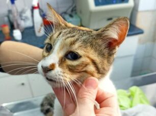 Νίκαια Αττικής: Πέθανε η γάτα που βρέθηκε ζωντανή πεταμένη μέσα σε κάδο σκουπιδιών
