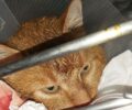 Ωραιόκαστρο Θεσσαλονίκης: Βρήκε τη γάτα που φρόντιζε πυροβολημένη με αεροβόλο