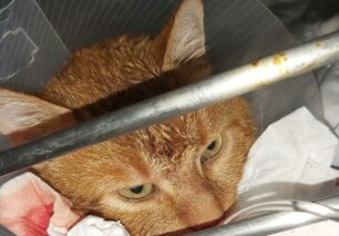 Ωραιόκαστρο Θεσσαλονίκης: Βρήκε τη γάτα που φρόντιζε πυροβολημένη με αεροβόλο