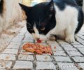 Λέσβος: Καταγγέλλει πως άνδρας έβαλε τα σκυλιά του να σκοτώσουν τις γάτες του