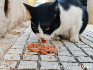 Νόμος 4830/2021: Επιτρέπεται να ταΐζουμε/ποτίζουμε αδέσποτα ζώα και οι Δήμοι υποχρεούνται να βάζουν ταΐστρες/ποτίστρες