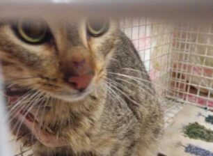 Βούλα Αττικής: Έσωσαν γάτα που βρέθηκε με πληγή στο σώμα της από λαστιχάκι