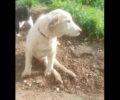Αναζητούν σπιτικό για να φιλοξενηθεί ο παράλυτος σκυλάκος που βρέθηκε στο Γεράκι Ηλείας (βίντεο)