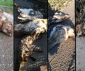 Βρήκαν 9 γεράκια νεκρά κοντά στον Ορχομενό Βοιωτίας