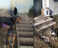 Γιάννενα: Κυνηγός κακοποιούσε σκυλιά αφήνοντας τα χωρίς τροφή δεμένα στους -10 βαθμούς Κελσίου (βίντεο)