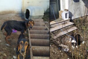 Γιάννενα: Κυνηγός κακοποιούσε σκυλιά αφήνοντας τα χωρίς τροφή δεμένα στους -10 βαθμούς Κελσίου (βίντεο)