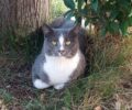 Χάθηκε θηλυκή στειρωμένη γάτα από τον περίβολο του Ιπποκράτειου Νοσοκομείου Θεσσαλονίκης