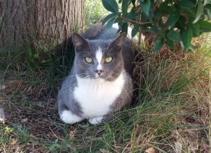 Χάθηκε θηλυκή στειρωμένη γάτα από τον περίβολο του Ιπποκράτειου Νοσοκομείου Θεσσαλονίκης