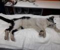 Ίλιον Αττικής: Βρήκε ότι η γάτα που φρόντιζε είναι πυροβολημένη με αεροβόλο