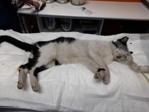 Ίλιον Αττικής: Βρήκε ότι η γάτα που φρόντιζε είναι πυροβολημένη με αεροβόλο