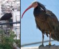Σπάτα: Έσπασε πλέγμα στο Αττικό Ζωολογικό Πάρκο και 32 πουλιά πέταξαν μακριά