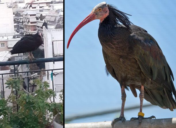 Σπάτα: Έσπασε πλέγμα στο Αττικό Ζωολογικό Πάρκο και 32 πουλιά πέταξαν μακριά