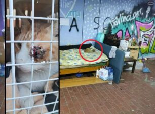 Καλλιθέα Αττικής: Ζητούν βοήθεια για τον άστεγο και τον άρρωστο γάτο που ο άνδρας προσπαθούσε να βοηθήσει