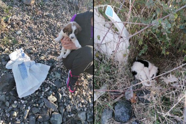 Καρδίτσα: Βρήκαν κουτάβια πεταμένα στα βάτα μέσα σε τσουβάλι κοντά στη λίμνη Σμοκόβου (βίντεο)