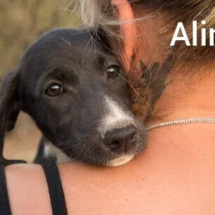 KarpathosPyrovolimenosSkylos2021 1