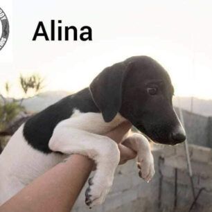 KarpathosPyrovolimenosSkylos2021 2