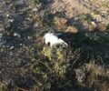 Κάρπαθος: Βρήκαν τον αδέσποτο σκύλο νεκρό, πυροβολημένο από κυνηγό