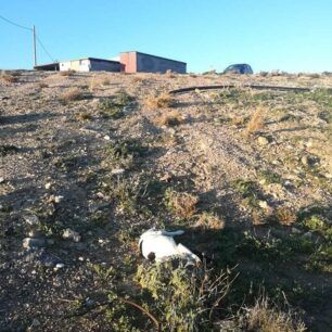 KarpathosPyrovolimenosSkylosPigadia3 1 2022 1