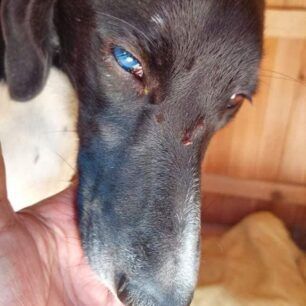 KarpathosPyrovolimenosSkylosPigadia3 1 2022 3