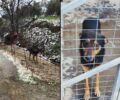 Κατωχώρι Χανίων: Έσωσαν σκύλο που κακοποιούσε ο ιδιοκτήτης του αφήνοντας τον εκτεθειμένο στον χιονιά