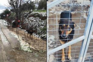 Κατωχώρι Χανίων: Έσωσαν σκύλο που κακοποιούσε ο ιδιοκτήτης του αφήνοντας τον εκτεθειμένο στον χιονιά