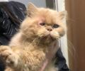 Κερατσίνι Αττικής: Πέταξε στον δρόμο τυφλή γάτα Περσίας (βίντεο)