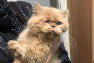 Κερατσίνι Αττικής: Πέταξε στον δρόμο τυφλή γάτα Περσίας (βίντεο)