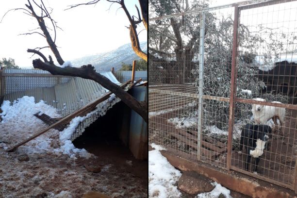 Έκκληση για βοήθεια ώστε να επισκευαστεί ιδιωτικός χώρος φιλοξενίας σκυλιών στο Κορωπί Αττικής